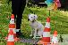 Welpen  24.05.2025 43